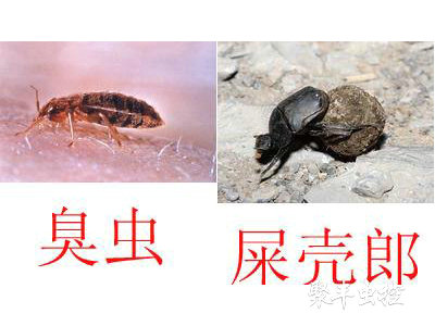 臭蟲(chóng)防治 臭蟲(chóng)防治